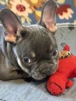 MILO, a male French Bulldog for sale in Chelsea, OK – Photo 8 of 8