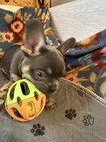 MILO, a male French Bulldog for sale in Chelsea, OK – Photo 6 of 8