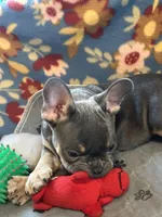 MILO, a male French Bulldog for sale in Chelsea, OK – Photo 7 of 8