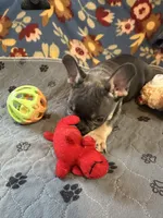 MILO, a male French Bulldog for sale in Chelsea, OK – Photo 4 of 8