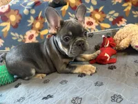 MILO, a male French Bulldog for sale in Chelsea, OK – Photo 2 of 8