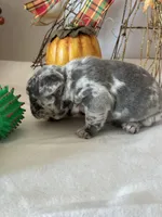 Milo, a male French Bulldog for sale in Chelsea, OK – Photo 9 of 10