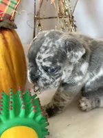 Milo, a male French Bulldog for sale in Chelsea, OK – Photo 8 of 10