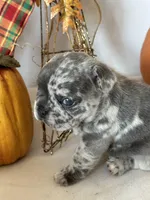 Milo, a male French Bulldog for sale in Chelsea, OK – Photo 4 of 10