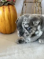 Milo, a male French Bulldog for sale in Chelsea, OK – Photo 10 of 10