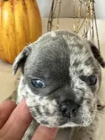 Milo, a male French Bulldog for sale in Chelsea, OK – Photo 7 of 10