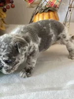 Milo, a male French Bulldog for sale in Chelsea, OK – Photo 6 of 10