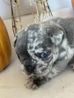 Milo, a male French Bulldog for sale in Chelsea, OK – Photo 2 of 10