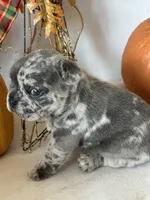 Milo, a male French Bulldog for sale in Chelsea, OK – Photo 3 of 10