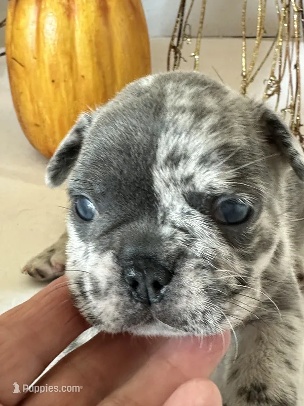 Milo, a male French Bulldog for sale in Chelsea, OK – Photo 1 of 10