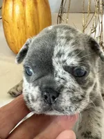 Milo, a male French Bulldog for sale in Chelsea, OK – Photo 1 of 10