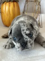 Milo, a male French Bulldog for sale in Chelsea, OK – Photo 5 of 10