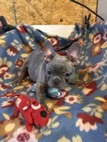 Thomas, a male French Bulldog for sale in Chelsea, OK – Photo 4 of 10