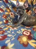 Thomas, a male French Bulldog for sale in Chelsea, OK – Photo 10 of 10