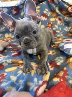 Thomas, a male French Bulldog for sale in Chelsea, OK – Photo 8 of 10