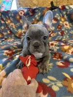 Thomas, a male French Bulldog for sale in Chelsea, OK – Photo 1 of 10