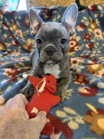Thomas, a male French Bulldog for sale in Chelsea, OK – Photo 2 of 10