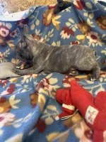 Thomas, a male French Bulldog for sale in Chelsea, OK – Photo 7 of 10