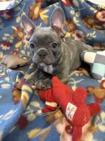 Thomas, a male French Bulldog for sale in Chelsea, OK – Photo 6 of 10