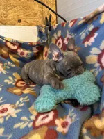 Thomas, a male French Bulldog for sale in Chelsea, OK – Photo 9 of 10