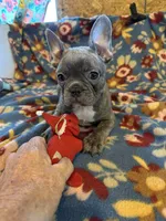 Thomas, a male French Bulldog for sale in Chelsea, OK – Photo 3 of 10