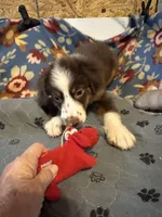 ROWDY, a male Miniature Australian Shepherd for sale in Chelsea, OK – Photo 4 of 10