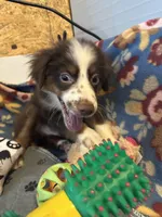 ROWDY, a male Miniature Australian Shepherd for sale in Chelsea, OK – Photo 3 of 10