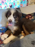 ROWDY, a male Miniature Australian Shepherd for sale in Chelsea, OK – Photo 7 of 10