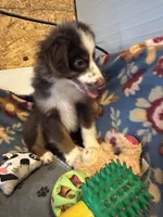 ROWDY, a male Miniature Australian Shepherd for sale in Chelsea, OK – Photo 1 of 10