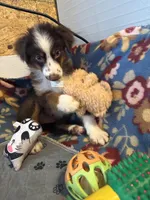ROWDY, a male Miniature Australian Shepherd for sale in Chelsea, OK – Photo 9 of 10