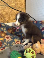 ROWDY, a male Miniature Australian Shepherd for sale in Chelsea, OK – Photo 5 of 10