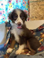 ROWDY, a male Miniature Australian Shepherd for sale in Chelsea, OK – Photo 6 of 10