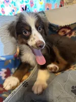 ROWDY, a male Miniature Australian Shepherd for sale in Chelsea, OK – Photo 2 of 10