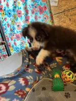 ROWDY, a male Miniature Australian Shepherd for sale in Chelsea, OK – Photo 10 of 10