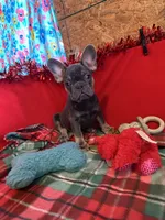 Ace, a male French Bulldog for sale in Chelsea, OK – Photo 9 of 10