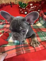 Ace, a male French Bulldog for sale in Chelsea, OK – Photo 10 of 10