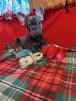 Ace, a male French Bulldog for sale in Chelsea, OK – Photo 6 of 10