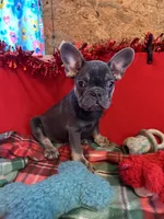 Ace, a male French Bulldog for sale in Chelsea, OK – Photo 1 of 10