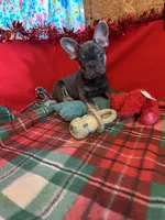 Ace, a male French Bulldog for sale in Chelsea, OK – Photo 3 of 10