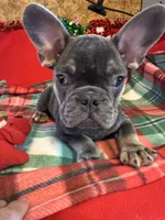 Ace, a male French Bulldog for sale in Chelsea, OK – Photo 4 of 10