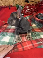 Ace, a male French Bulldog for sale in Chelsea, OK – Photo 2 of 10