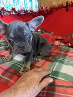 Ace, a male French Bulldog for sale in Chelsea, OK – Photo 7 of 10