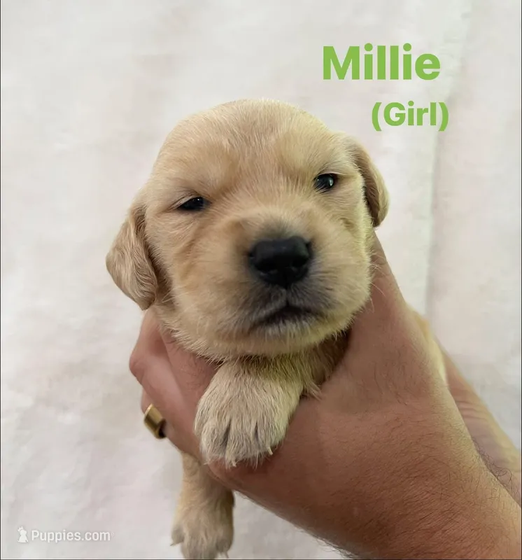 Millie – Golden Retriever puppy for sale in Dexter City, OH