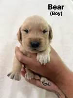Bear, a male Golden Retriever for sale in Dexter City, OH – 1 of 1