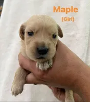 Maple, a female Golden Retriever for sale in Dexter City, OH – 1 of 1