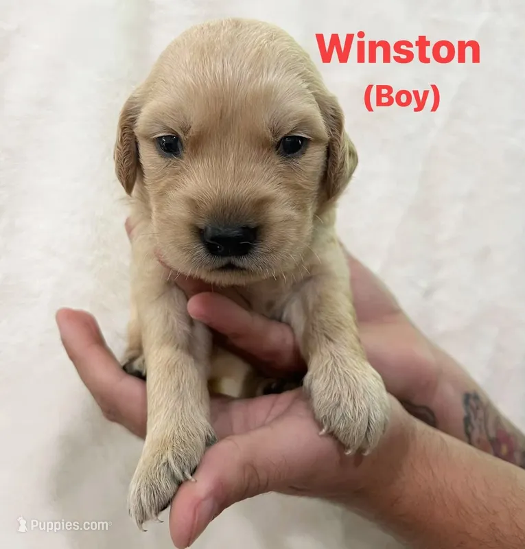 Winston – Golden Retriever puppy for sale in Dexter City, OH