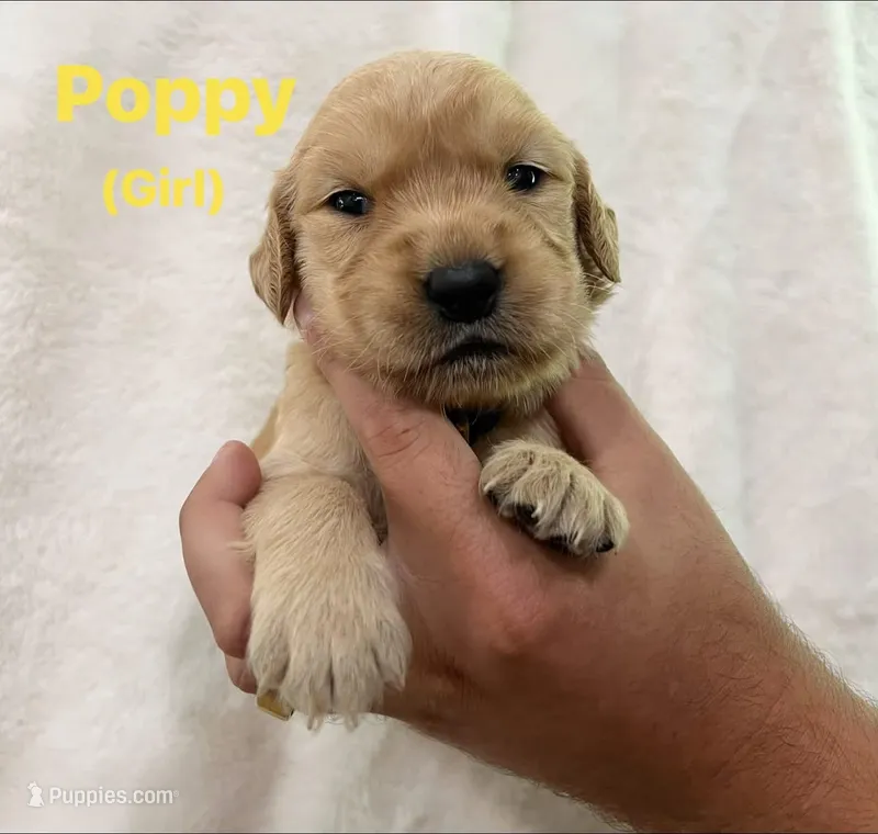 Poppy – Golden Retriever puppy for sale in Dexter City, OH