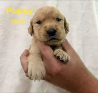 Poppy, a female Golden Retriever for sale in Dexter City, OH – 1 of 1