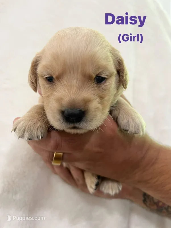 Daisy – Golden Retriever puppy for sale in Dexter City, OH