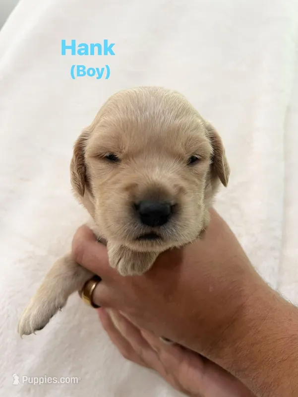 Hank – Golden Retriever puppy for sale in Dexter City, OH